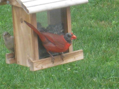  NORTHERN CARDINAL 